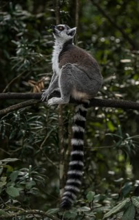 Ring-tailed Lemur (Lemur catta)
