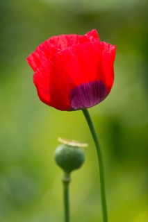 Turkish tulip (Papaver glaucum)