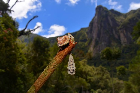 Giant Leaf-tail Gecko or Flat-tail Gecko (Uroplatus giganteus)