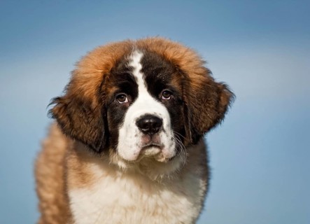 Saint Bernard puppy