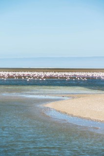 American Flamingoes (Phoenicopterus ruber)