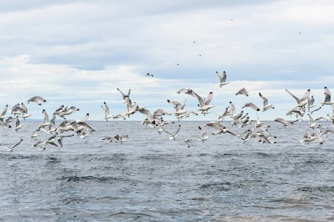 Flock of Black-legged Kittiwakes (Rissa tridactyla)