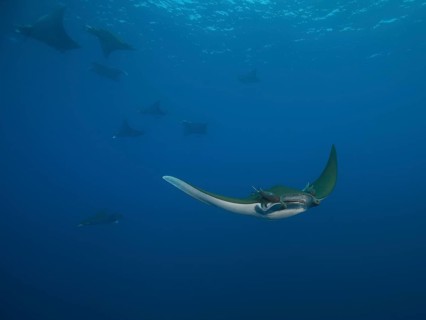 Sicklefin Devil Rays or Box Rays (Mobula tarapacana)