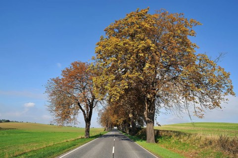 Country road with autumnal Horse-chestnut avenue (Aesculus hippocastanum)
