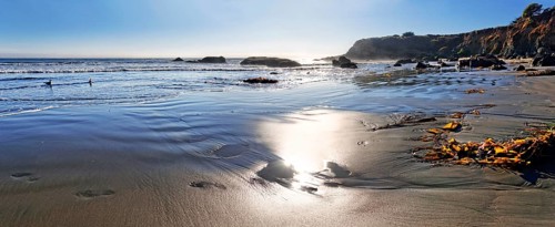 Sandy beach with brown algae (Phaeophyceae)