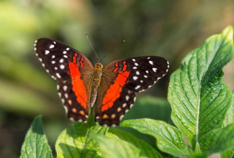 Brown Peacock or Scarlet Peacock (Anartia amathea)