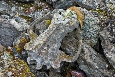 Lichens growing on the skull of a Polar Bear