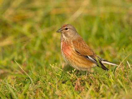 Common Linnet (Carduelis cannabina)