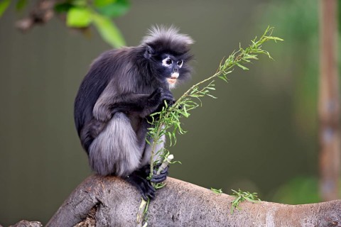 Dusky Leaf Monkey or Southern Langur (Trachypithecus obscurus)