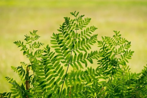 Royal fern (Osmunda regalis)