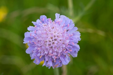 Field Scabious (Knautia arvensis)