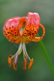 Panther Lily (Lilium pardalinum)