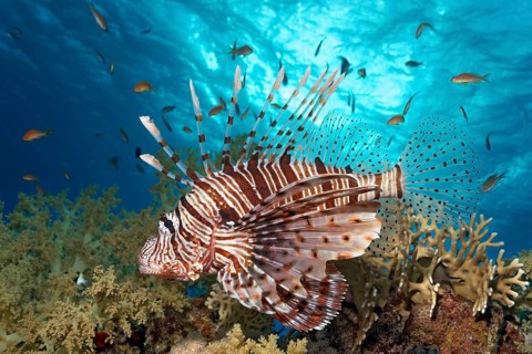 Red Lionfish (Pterois volitans)
