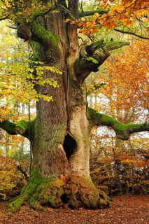 Kamineiche in autumn