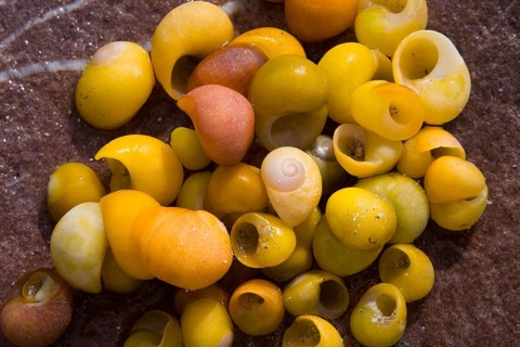 Smooth or Flat Periwinkle (Littorina obtusata)
