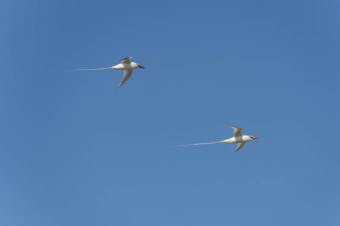 Two Red-billed Tropicbirds or Boatswain Birds (Phaeton aethereus) in flight