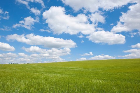 Barley field (Hordeum vulgare) in spring with blue sky and cumulus clouds