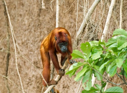 Red Howler Monkey (Alouatta seniculus)