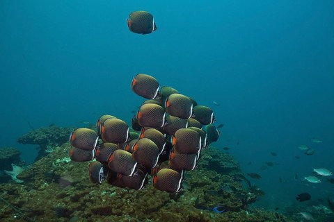 Butterflyfish (Chaetodon collare)