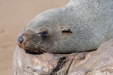 Brown Fur Seal or Cape Fur Seal (Arctocephalus pusillus) sleeping on a rock