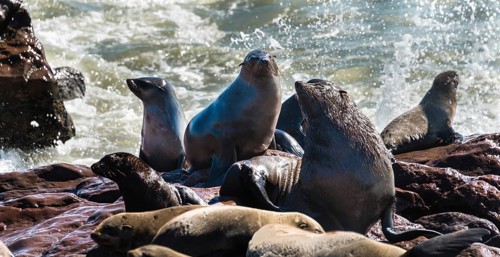 Colony of Brown Fur Seals or Cape Fur Seals (Arctocephalus pusillus)