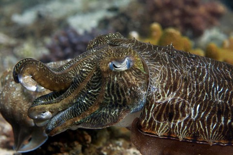 Pharaoh Cuttlefish (Sepia pharaonis)