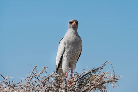 Eastern Chanting Goshawk (Melierax poliopterus) sitting in dry acacia