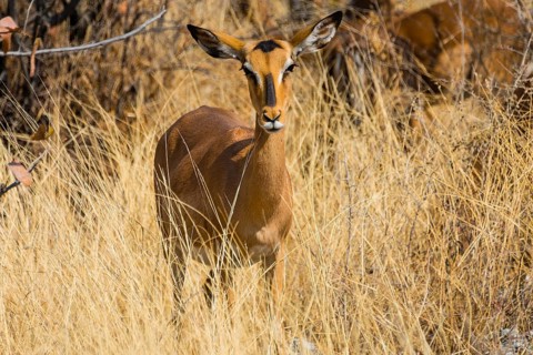 Black Faced Impala (Aepyceros melampus petersi) female standing in tall grass