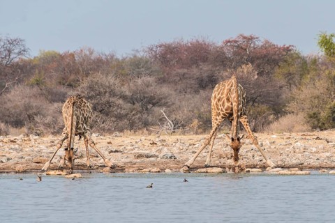 Giraffes (Giraffa camelopardis) drinking
