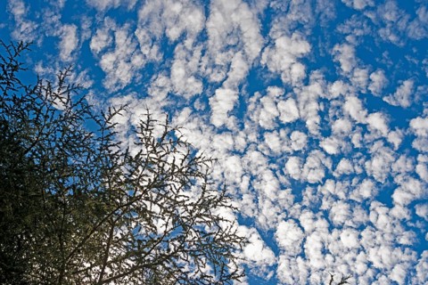 Trees with fleecy clouds