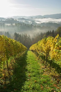 Vineyard in the morning mist
