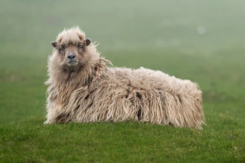 Sheep