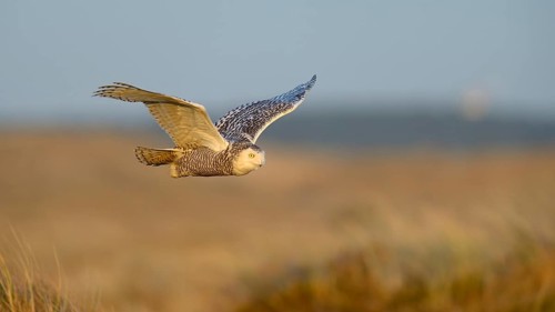 Snowy Owl (Bubo scandiacus)