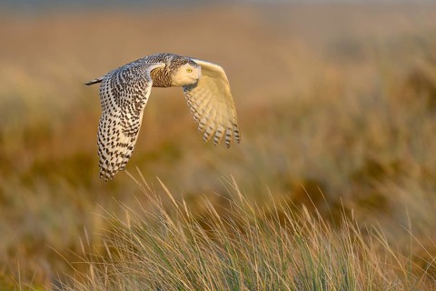 Snowy Owl (Bubo scandiacus)