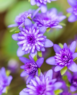 Purple Hepatica or Liverwort (Hepatica)