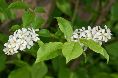 Bird Cherry or Hackberry (Prunus padus)