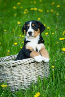 Greater Swiss Mountain Dog
