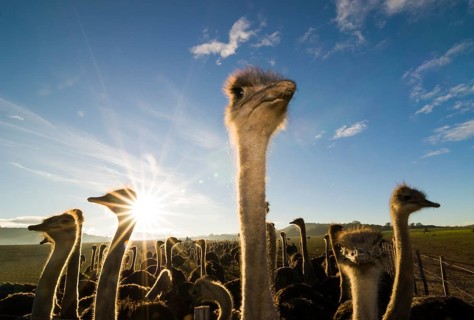 African Ostriches (Struthio camelus)