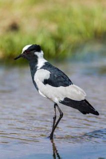 Blacksmith Lapwing (Vanellus armatus)