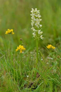 Lesser Butterfly Orchid (Platanthera bifolia)