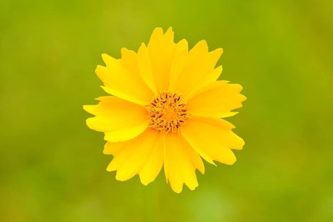 Calliopsis (Coreopsis sp.)