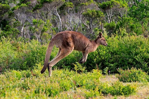 Eastern Grey Kangaroo (Macropus giganteus)