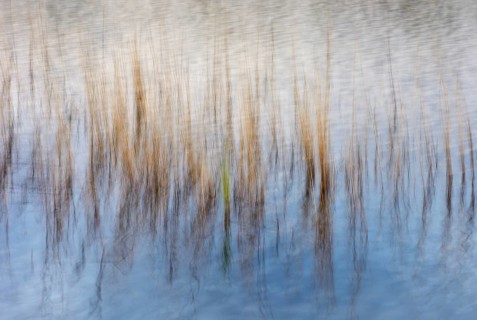 Reed stalks in water