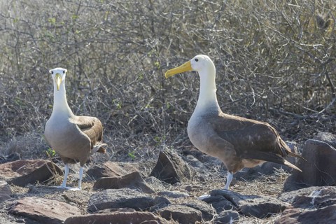 Waved Albatrosses or Galapagos Albatrosses (Phoebastria irrorata)