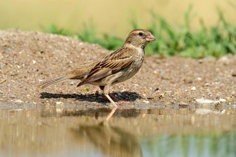 Ortolan Bunting (Emberiza hortulana) standing at the water's edge