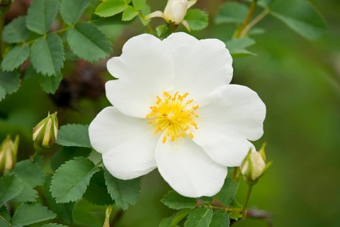 Burnet Rose (Rosa spinosissima)