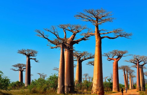 Baobab trees (Adansonia grandidieri)