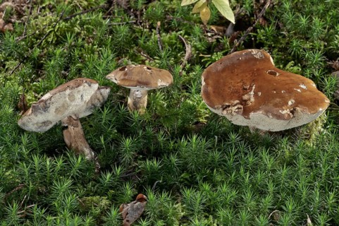 Bay Bolete (Xerocomus badius)