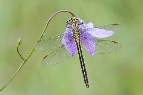 Western Clubtail (Gomphus pulchellus) on a Spreading Bellflower (Campanula patula)