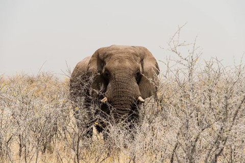 African Bush Elephant (Loxodonta africana)